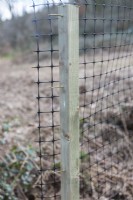 Detail of Cage of wooden posts with plastic netting to protect newly planted tree from browsing animals. March. Spring.