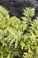 Polypodium australe 'Richard Kayse', also called Polypodium cambricum 'Richard Kayse'. March. Spring. 