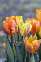 Tulipa 'Princess Irene' with Tulipa 'Ravana' . March. Spring.