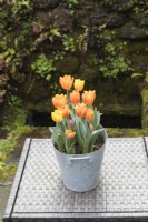 Tulipa 'Princess Irene' with Tulipa 'Ravana'  and two plants of Tulipa 'Pretty Princess' not fully open, planted in galvanised metal container and placed outside on all weather table. March. Spring. 