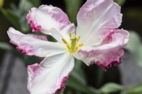 Tulipa 'Cabana'. Pastel Parrot. Close up of single flower. March. Spring.