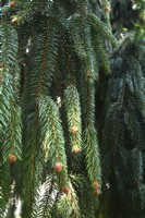 Hanging schoots of Picea Abies 'Pendula' with new shoots. May