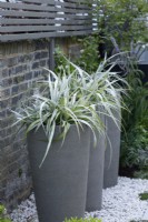 Astelia chathamica planted in three tall pots