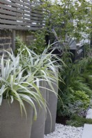 Astelia chathamica with its silver leaves have been planted in tall pots.