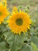 Helianthus annuus Astra Gold, summer July