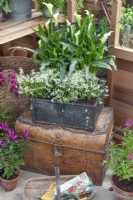 Vintage metal box planted with euphoria and zantedeschia in a greenhouse, July