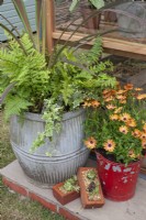 Large metal pot with foliage planting of fern, phormium and ivy. Old fire bucket planted with Osteospermum and bricks filled with gravel and sempervivum and sedum, July