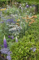 Mixed flowering perennials near a yew hedge, lupins in foreground with eryngium and orange achillea behind, July