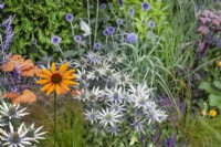 Mixed perennials such as silver Eryngium with orange Echinacea and Achillea, July