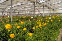 The rows of newest Ranunculus hybrids in glasshouse of the Biancheri creazioni company, a breeder and producer of Ranunculus and Anemones bulbs.
Camporosso, Riviera dei Fiori, Italy

