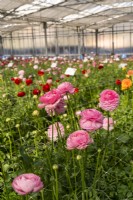 The rows of the Ranunculus hybrids Elegance line 'Pastello' in glasshouse of the Biancheri creazioni company, a breeder and producer of Ranunculus and Anemones bulbs.
Camporosso, Riviera dei Fiori, Italy

