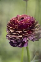 Ranunculus asiaticus, Persian Buttercup 'Elegance line, Lollipop' trial