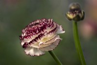 Italian Ranunculus asiaticus, Persian Buttercup 'Elegance line, Crema Striato 883-19'