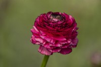 Italian Ranunculus asiaticus, Persian Buttercup 'Elegance line, Rosa Striato 739-19' 