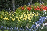 Spring border with Tulip 'World Friendship', Muscari Armeniacum and Narcissus 