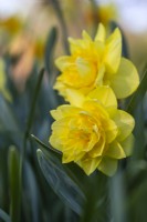 Narcissus 'Sherborne', April
