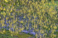 Corylopsis glabrescens flowering in Spring - March