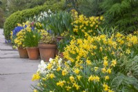 Display of Spring bulbs flowering in terracotta pots - March