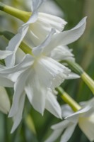 Narcissus triandrus 'Thalia' flowering Spring - April