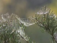 Dewy Garden spider webs on broom