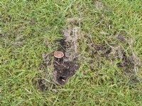 Damage to lawn caused by squirrel digging up hazelnuts in spring
