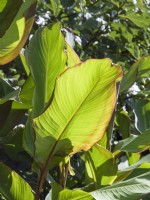 Musa sikkimensis - Banana