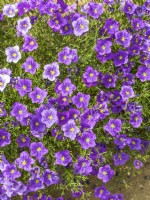 Nierembergia hippomanica Purple Robe, summer June