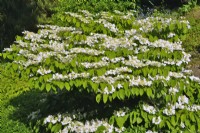 Viburnum plicatum f. tomentosum 'Mariesii' with pagoda-shaped spreading twigs and white flat flowers. May
