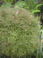 Muehlenbeckia astonii, summer June
