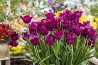 Bouquet of tulips 'Merlot'