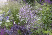 Thalictrum 'Splendide' and Actea simplex - July. RHS Iconic Horticultural Hero Garden, Designer: Carol Klein 