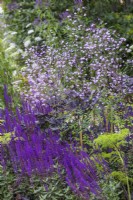 Thalictrum 'Splendide' and Salvia nemerosa 'Caradonna. RHS Iconic Horticultural Hero Garden, Designer: Carol Klein