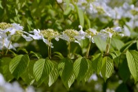 Branch of Viburnum plicatum f. tomentosum 'Mariesii' with pagoda-shaped spreading twigs and white flat flowers. May