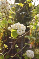 Fragrant white flowers of Viburnum carlcephalum. May