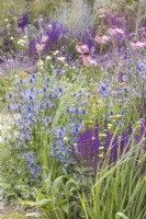 Eryngium zabelii 'Big Blue, Echinacea pallida and Salvia 'Caradonna'  -RHS Iconic Horticultural Hero Garden, Designer: Carol Klein