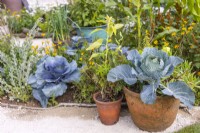 Blue Cabbage growing in terracotta pots at the small vegetable garden. RHS Iconic Horticultural Hero Garden, designed by: Carol Klein