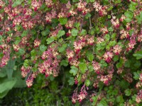 Ribes x gordonianum - Flowering Currant  early April   Norfolk