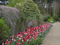  View along a bed of mixed red and pink tulips, on the wall is flowering Felicia petiolata. East Ruston Old Vicarage Norfolk