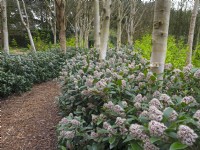 A path through a planting of Betula utilis var. jacquemontii - West Himalayan Birch - underplanted with Skimmia in spring