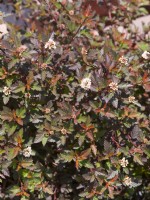 Physocarpus opulifolius Magical Sweet Cherry Tea, summer June