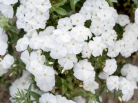 Phlox drummondii nana compacta Beauty White, spring May