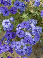 Phlox drummondii nana compacta Beauty Blue, summer July