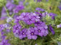 Phlox drummondii nana compacta Beauty Violet, summer June