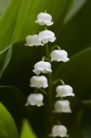 Convallaria majalis. Lily of the Valley. Summer.