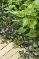 Close up of the foliage of Ajuga reptans and Aster divaricatus planted along the edge of a path with clay pavers. May