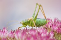 Leptophyes punctatissima - Speckled bush-cricket on sedum