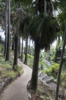 A curving path down into the Madeira Botannical Gardens. Summer. 