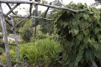 A Dioscorea dodecaneura, yam, grows around a rustic trellis in the Madeira Botanical Gardens. Summer. 