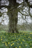 Naturalised daffodils surrounding an old tree at Cerney House Gardens, Gloucestershire in March