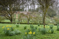 Daffodils on slopes above the walled garden at Cerney House Gardens in spring